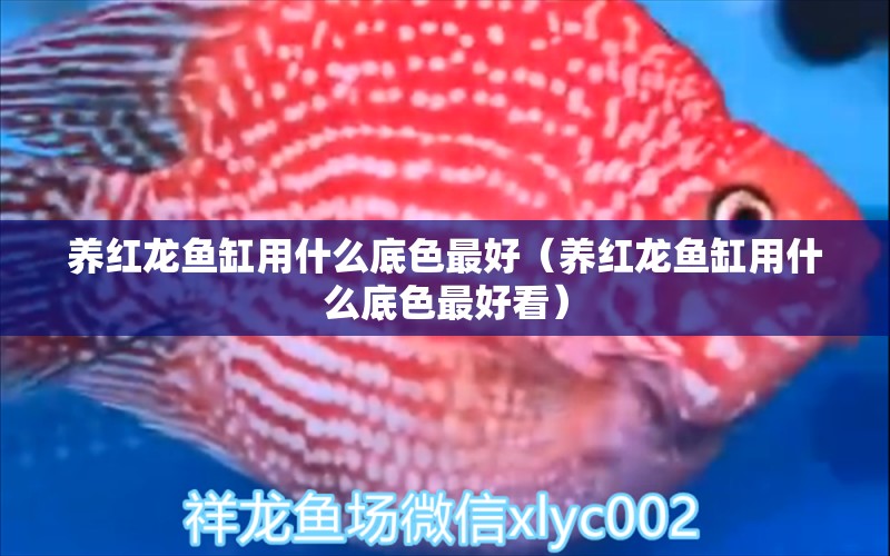 養(yǎng)紅龍魚缸用什么底色最好（養(yǎng)紅龍魚缸用什么底色最好看）