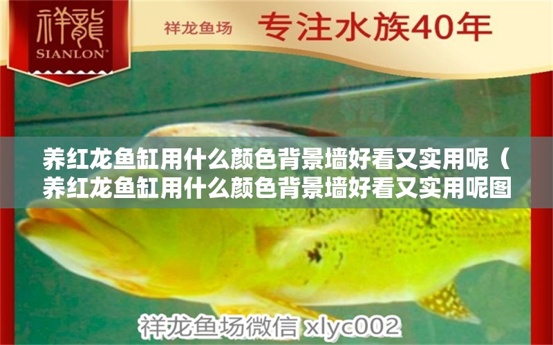 養(yǎng)紅龍魚(yú)缸用什么顏色背景墻好看又實(shí)用呢（養(yǎng)紅龍魚(yú)缸用什么顏色背景墻好看又實(shí)用呢圖片）