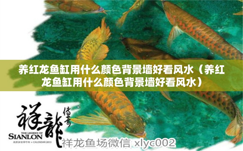 養(yǎng)紅龍魚(yú)缸用什么顏色背景墻好看風(fēng)水（養(yǎng)紅龍魚(yú)缸用什么顏色背景墻好看風(fēng)水） 魚(yú)缸風(fēng)水