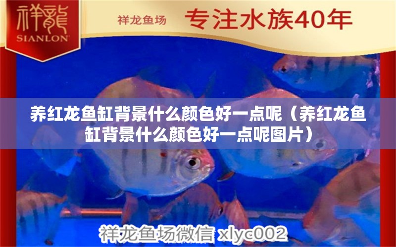 養(yǎng)紅龍魚缸背景什么顏色好一點呢（養(yǎng)紅龍魚缸背景什么顏色好一點呢圖片）