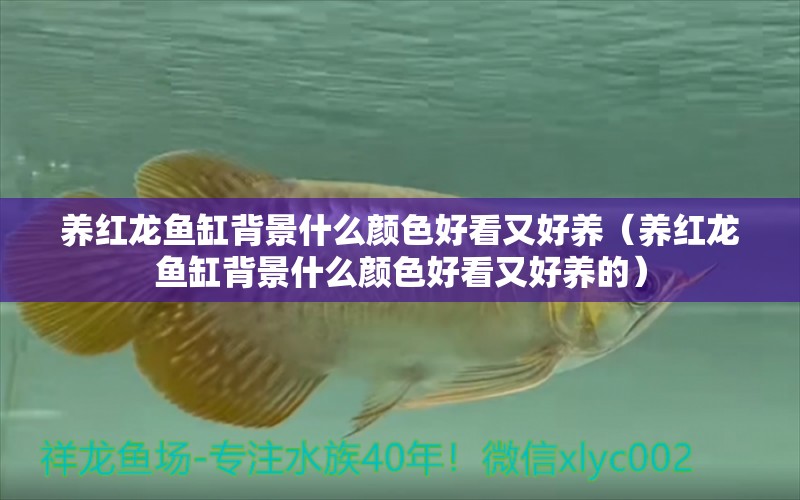 養(yǎng)紅龍魚缸背景什么顏色好看又好養(yǎng)（養(yǎng)紅龍魚缸背景什么顏色好看又好養(yǎng)的）