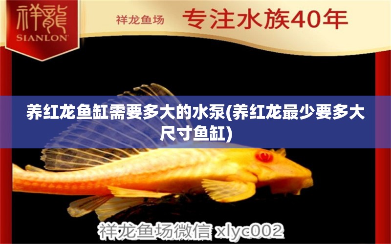 養(yǎng)紅龍魚(yú)缸需要多大的水泵(養(yǎng)紅龍最少要多大尺寸魚(yú)缸) 國(guó)產(chǎn)元寶鳳凰魚(yú)