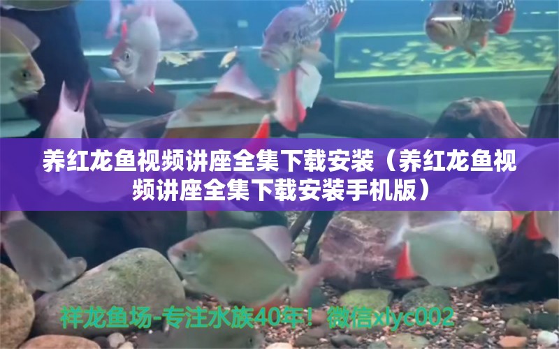 養(yǎng)紅龍魚視頻講座全集下載安裝（養(yǎng)紅龍魚視頻講座全集下載安裝手機(jī)版）