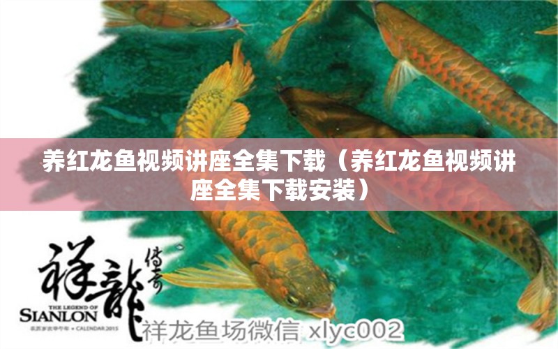 養(yǎng)紅龍魚視頻講座全集下載（養(yǎng)紅龍魚視頻講座全集下載安裝）