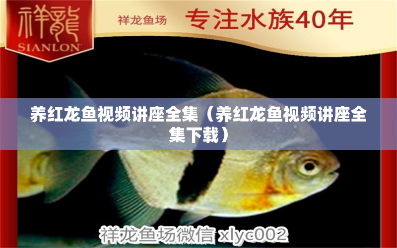 養(yǎng)紅龍魚視頻講座全集（養(yǎng)紅龍魚視頻講座全集下載）