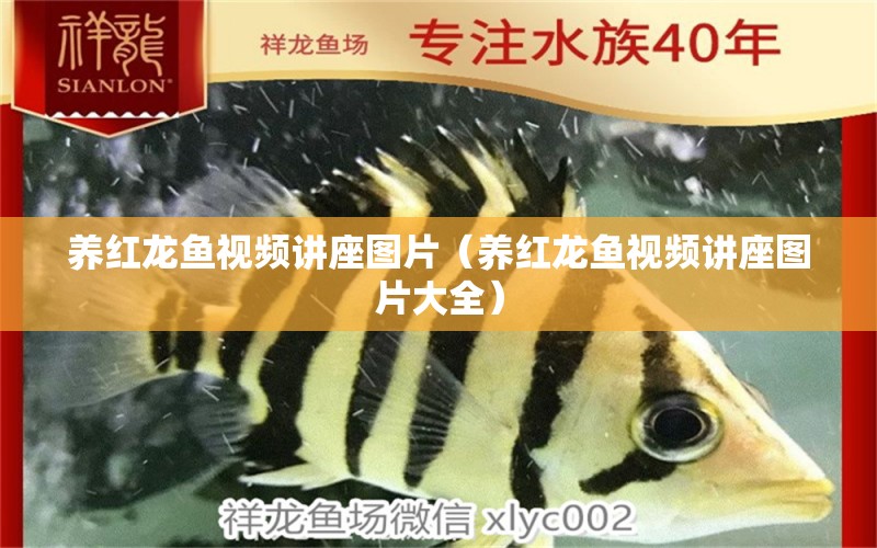 養(yǎng)紅龍魚視頻講座圖片（養(yǎng)紅龍魚視頻講座圖片大全）