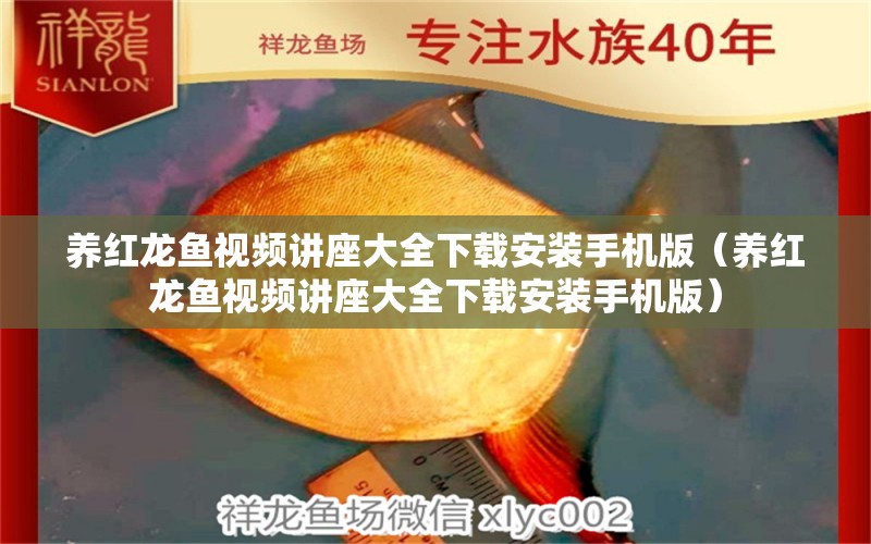 養(yǎng)紅龍魚視頻講座大全下載安裝手機(jī)版（養(yǎng)紅龍魚視頻講座大全下載安裝手機(jī)版）