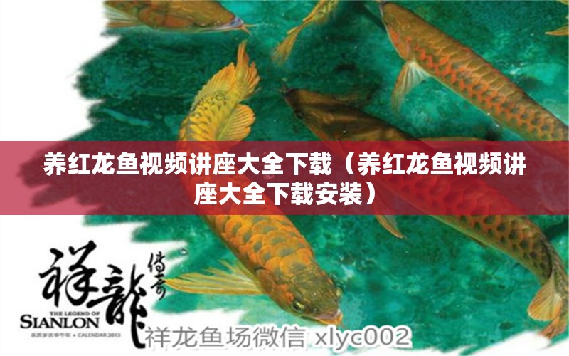 養(yǎng)紅龍魚視頻講座大全下載（養(yǎng)紅龍魚視頻講座大全下載安裝）