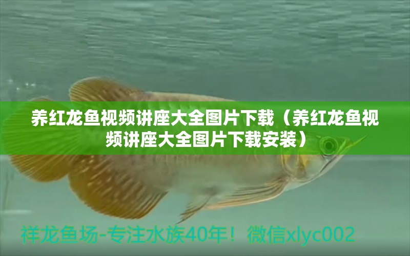 養(yǎng)紅龍魚視頻講座大全圖片下載（養(yǎng)紅龍魚視頻講座大全圖片下載安裝）