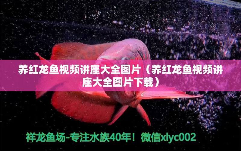 養(yǎng)紅龍魚視頻講座大全圖片（養(yǎng)紅龍魚視頻講座大全圖片下載）