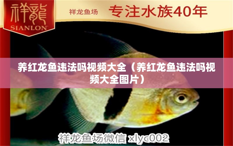 養(yǎng)紅龍魚違法嗎視頻大全（養(yǎng)紅龍魚違法嗎視頻大全圖片）