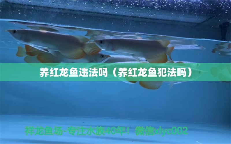 養(yǎng)紅龍魚違法嗎（養(yǎng)紅龍魚犯法嗎）