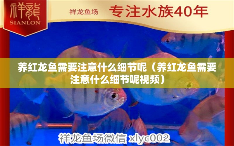 養(yǎng)紅龍魚需要注意什么細(xì)節(jié)呢（養(yǎng)紅龍魚需要注意什么細(xì)節(jié)呢視頻）