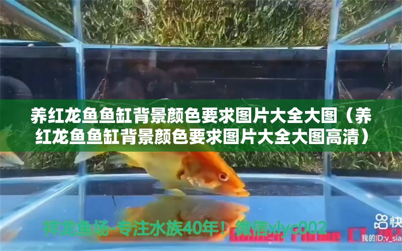 養(yǎng)紅龍魚魚缸背景顏色要求圖片大全大圖（養(yǎng)紅龍魚魚缸背景顏色要求圖片大全大圖高清） 印尼紅龍魚