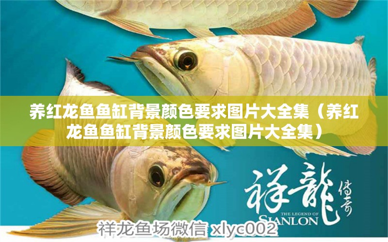 養(yǎng)紅龍魚(yú)魚(yú)缸背景顏色要求圖片大全集（養(yǎng)紅龍魚(yú)魚(yú)缸背景顏色要求圖片大全集）