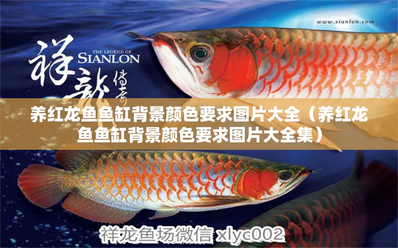 養(yǎng)紅龍魚(yú)魚(yú)缸背景顏色要求圖片大全（養(yǎng)紅龍魚(yú)魚(yú)缸背景顏色要求圖片大全集）