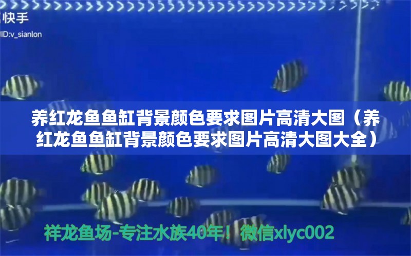 養(yǎng)紅龍魚(yú)魚(yú)缸背景顏色要求圖片高清大圖（養(yǎng)紅龍魚(yú)魚(yú)缸背景顏色要求圖片高清大圖大全）