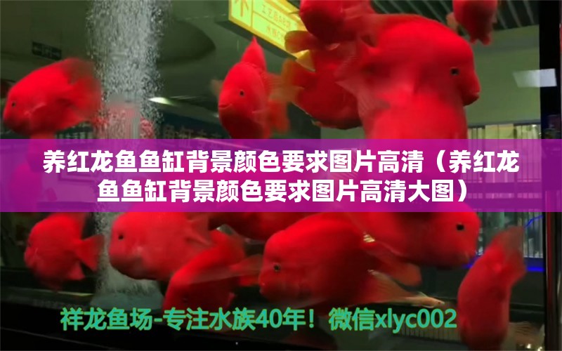 養(yǎng)紅龍魚(yú)魚(yú)缸背景顏色要求圖片高清（養(yǎng)紅龍魚(yú)魚(yú)缸背景顏色要求圖片高清大圖）