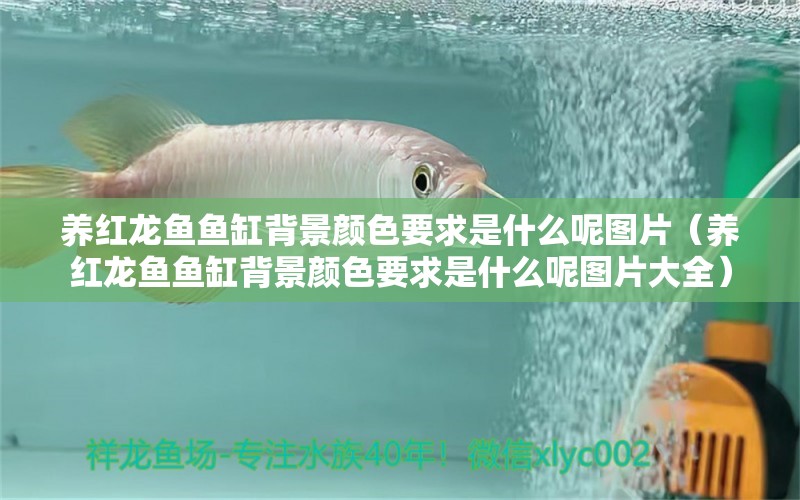 養(yǎng)紅龍魚(yú)魚(yú)缸背景顏色要求是什么呢圖片（養(yǎng)紅龍魚(yú)魚(yú)缸背景顏色要求是什么呢圖片大全）