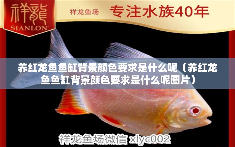 養(yǎng)紅龍魚(yú)魚(yú)缸背景顏色要求是什么呢（養(yǎng)紅龍魚(yú)魚(yú)缸背景顏色要求是什么呢圖片）