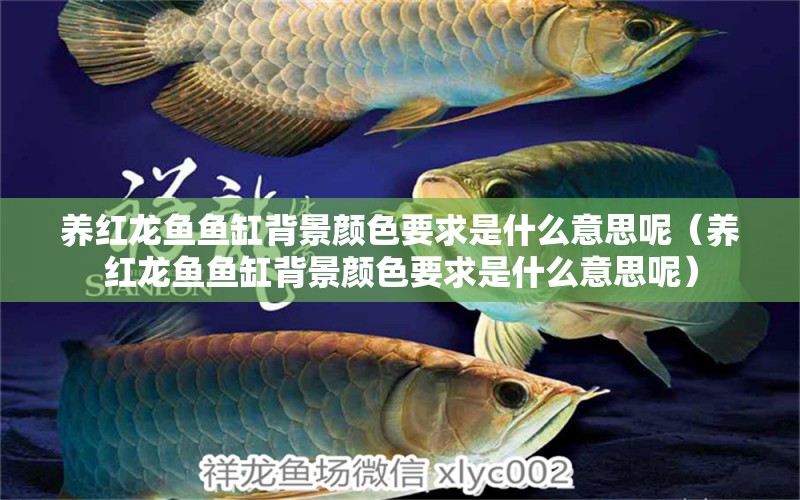 養(yǎng)紅龍魚魚缸背景顏色要求是什么意思呢（養(yǎng)紅龍魚魚缸背景顏色要求是什么意思呢）