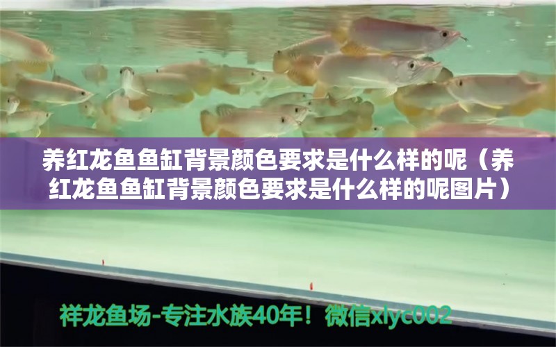 養(yǎng)紅龍魚(yú)魚(yú)缸背景顏色要求是什么樣的呢（養(yǎng)紅龍魚(yú)魚(yú)缸背景顏色要求是什么樣的呢圖片）