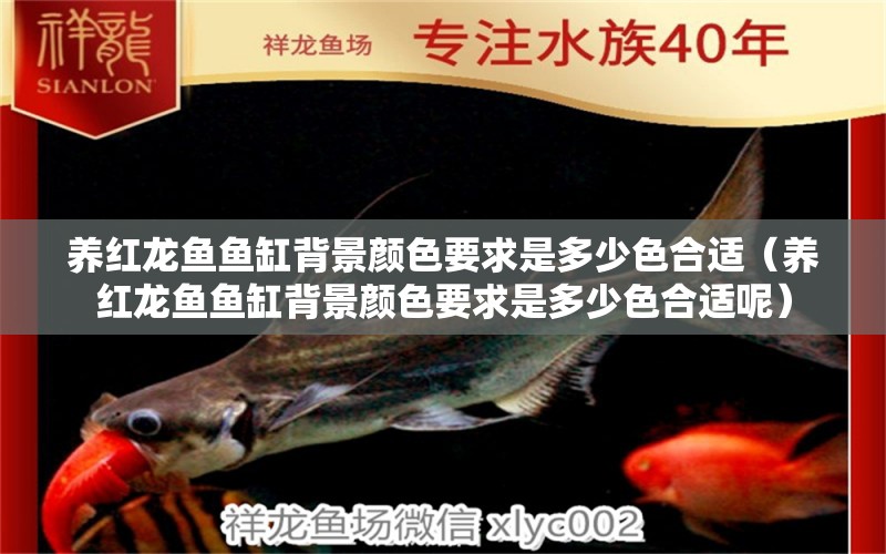 養(yǎng)紅龍魚(yú)魚(yú)缸背景顏色要求是多少色合適（養(yǎng)紅龍魚(yú)魚(yú)缸背景顏色要求是多少色合適呢）