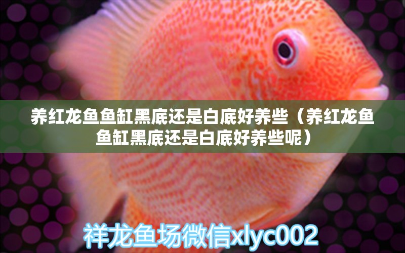 養(yǎng)紅龍魚魚缸黑底還是白底好養(yǎng)些（養(yǎng)紅龍魚魚缸黑底還是白底好養(yǎng)些呢）