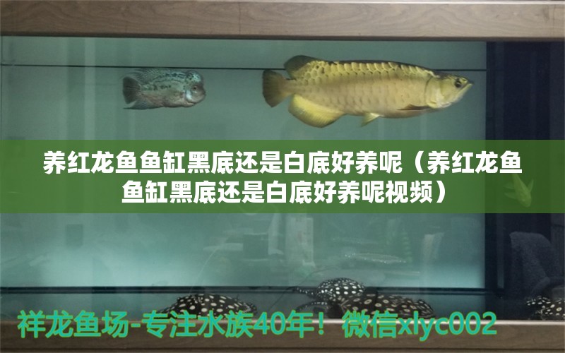 養(yǎng)紅龍魚魚缸黑底還是白底好養(yǎng)呢（養(yǎng)紅龍魚魚缸黑底還是白底好養(yǎng)呢視頻）