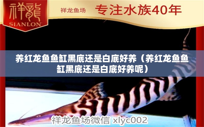 養(yǎng)紅龍魚魚缸黑底還是白底好養(yǎng)（養(yǎng)紅龍魚魚缸黑底還是白底好養(yǎng)呢） 龍魚百科