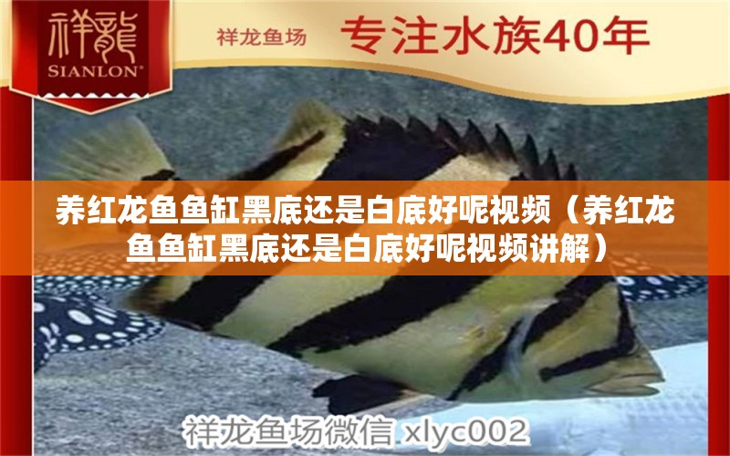 養(yǎng)紅龍魚魚缸黑底還是白底好呢視頻（養(yǎng)紅龍魚魚缸黑底還是白底好呢視頻講解）