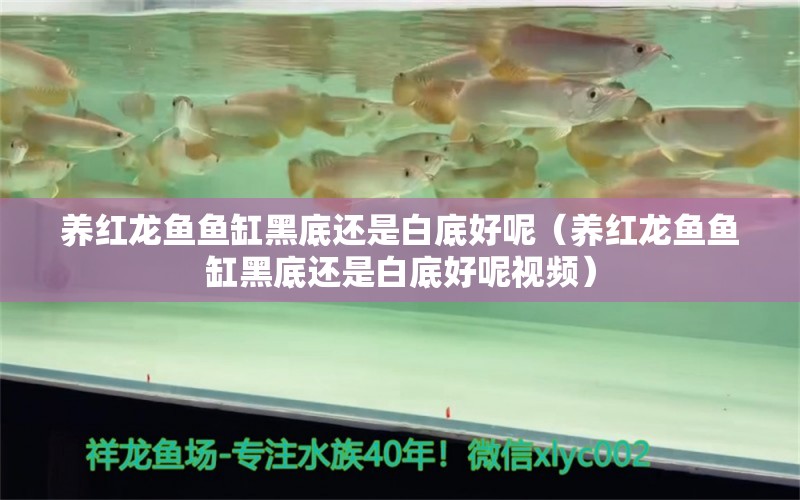 養(yǎng)紅龍魚魚缸黑底還是白底好呢（養(yǎng)紅龍魚魚缸黑底還是白底好呢視頻）