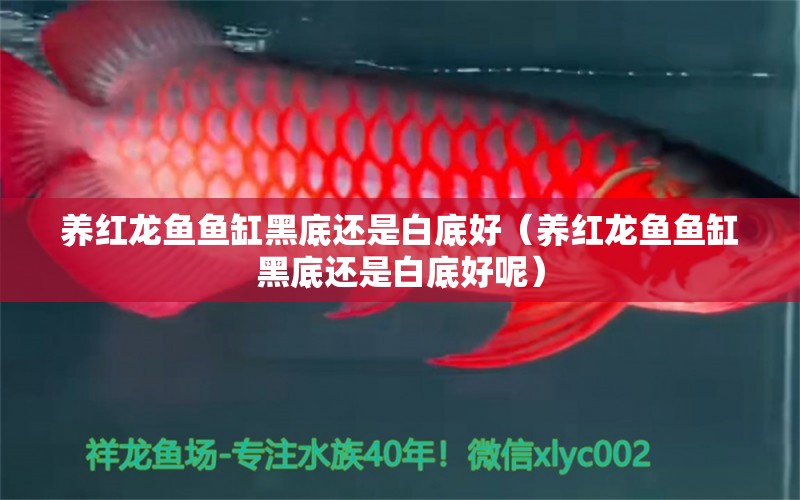 養(yǎng)紅龍魚魚缸黑底還是白底好（養(yǎng)紅龍魚魚缸黑底還是白底好呢） 印尼紅龍魚