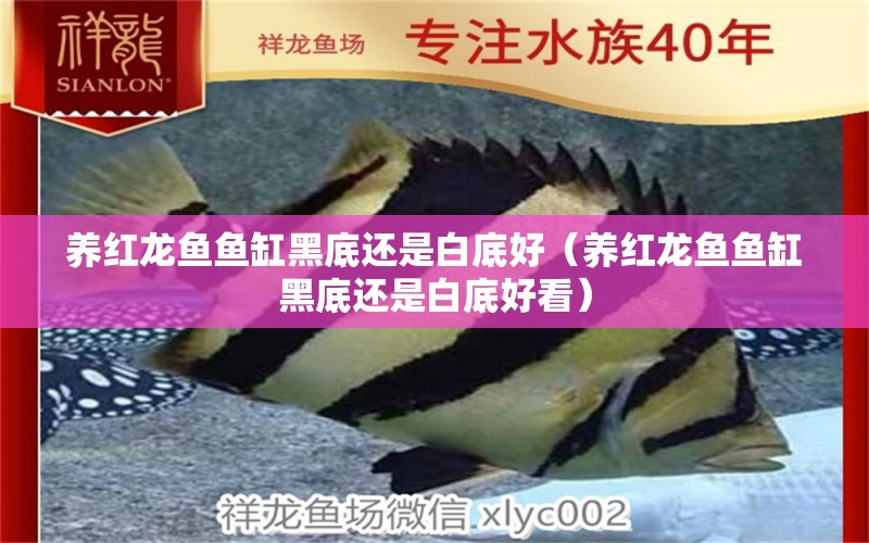 養(yǎng)紅龍魚魚缸黑底還是白底好（養(yǎng)紅龍魚魚缸黑底還是白底好看） 觀賞魚市場(chǎng)（混養(yǎng)魚）