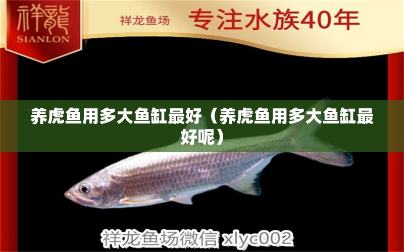 養(yǎng)虎魚(yú)用多大魚(yú)缸最好（養(yǎng)虎魚(yú)用多大魚(yú)缸最好呢） 虎魚(yú)百科