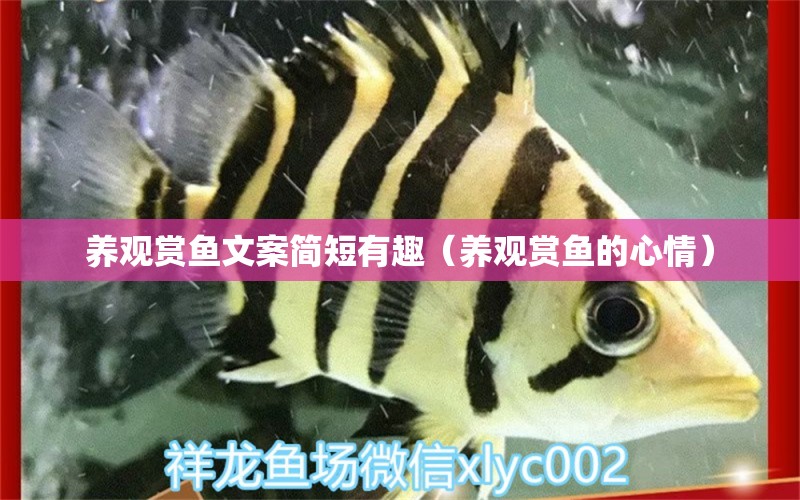 養(yǎng)觀賞魚文案簡(jiǎn)短有趣（養(yǎng)觀賞魚的心情） ?；?異型虎魚/純色虎魚