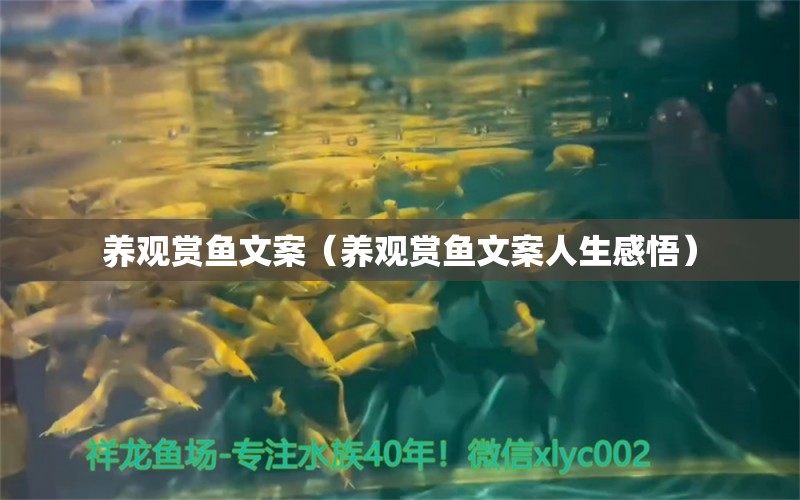 養(yǎng)觀賞魚文案（養(yǎng)觀賞魚文案人生感悟）