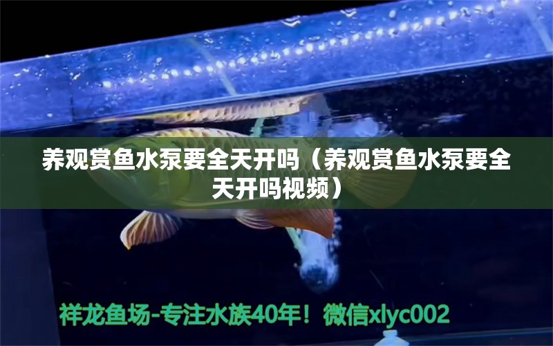 養(yǎng)觀賞魚水泵要全天開嗎（養(yǎng)觀賞魚水泵要全天開嗎視頻）