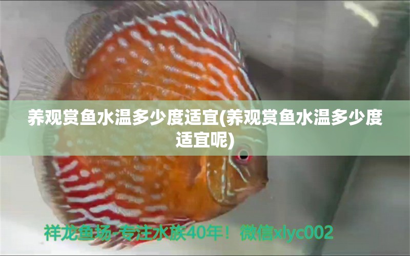 養(yǎng)觀賞魚水溫多少度適宜(養(yǎng)觀賞魚水溫多少度適宜呢) 斑馬鴨嘴魚苗