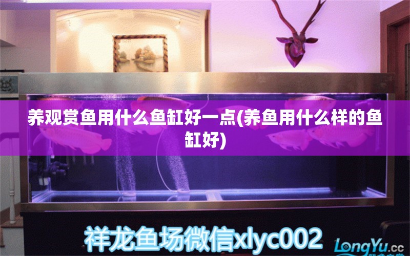 養(yǎng)觀賞魚用什么魚缸好一點(diǎn)(養(yǎng)魚用什么樣的魚缸好) 水草