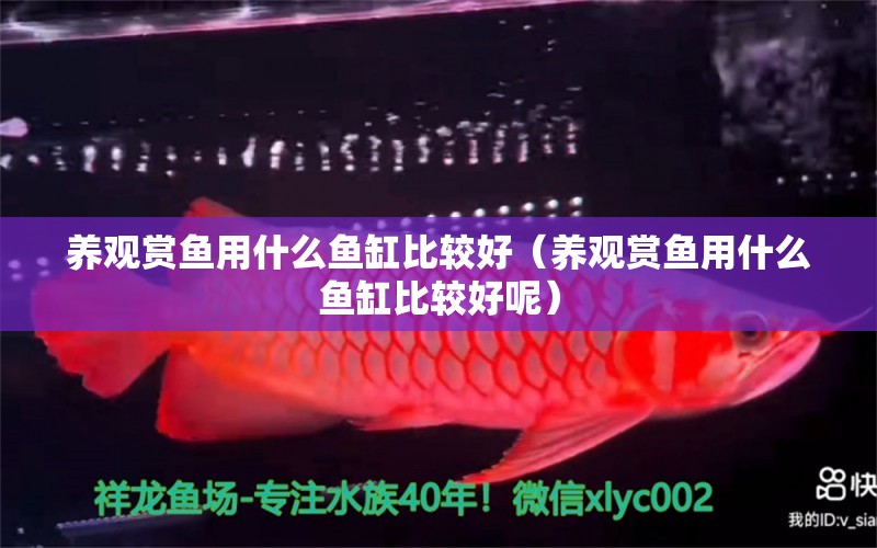 養(yǎng)觀(guān)賞魚(yú)用什么魚(yú)缸比較好（養(yǎng)觀(guān)賞魚(yú)用什么魚(yú)缸比較好呢）