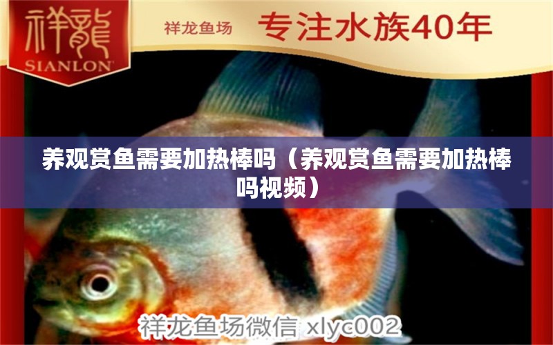 養(yǎng)觀賞魚(yú)需要加熱棒嗎（養(yǎng)觀賞魚(yú)需要加熱棒嗎視頻） 觀賞魚(yú)市場(chǎng)