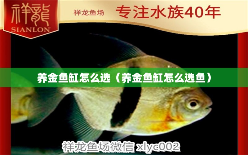 養(yǎng)金魚缸怎么選（養(yǎng)金魚缸怎么選魚） 紅龍專用魚糧飼料