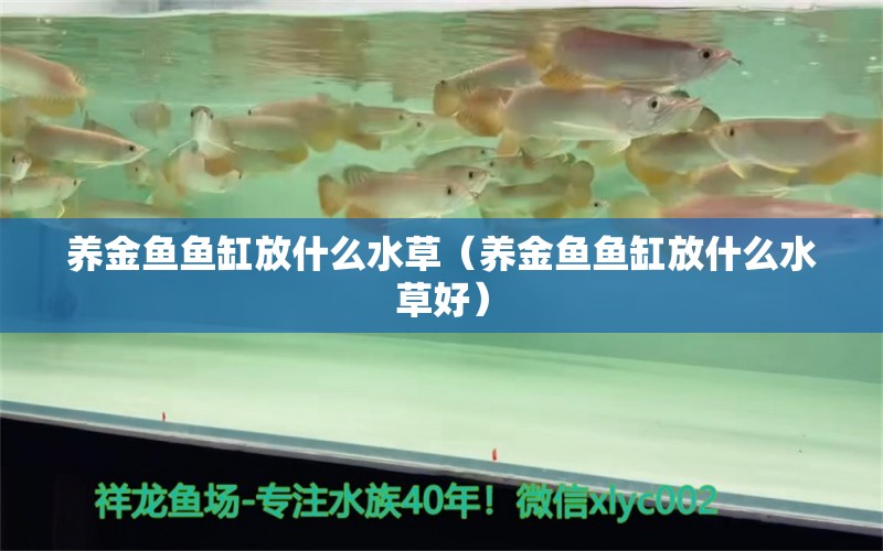 養(yǎng)金魚魚缸放什么水草（養(yǎng)金魚魚缸放什么水草好） 水草