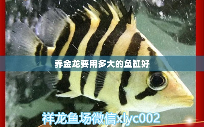 養(yǎng)金龍要用多大的魚(yú)缸好