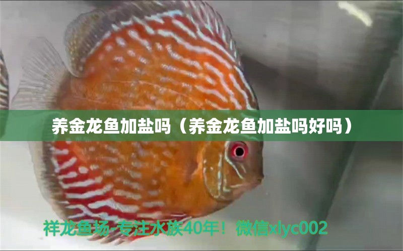 養(yǎng)金龍魚(yú)加鹽嗎（養(yǎng)金龍魚(yú)加鹽嗎好嗎） 廣州龍魚(yú)批發(fā)市場(chǎng)