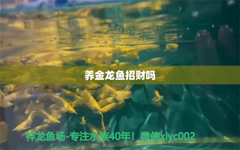 養(yǎng)金龍魚招財(cái)嗎 祥龍魚場(chǎng)