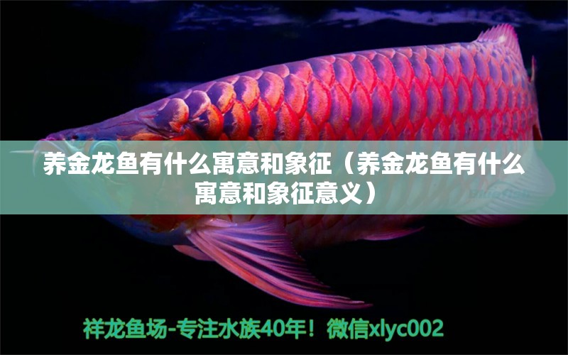 養(yǎng)金龍魚有什么寓意和象征（養(yǎng)金龍魚有什么寓意和象征意義） 龍魚疾病與治療