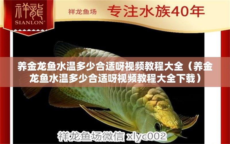 養(yǎng)金龍魚水溫多少合適呀視頻教程大全（養(yǎng)金龍魚水溫多少合適呀視頻教程大全下載） 廣州龍魚批發(fā)市場