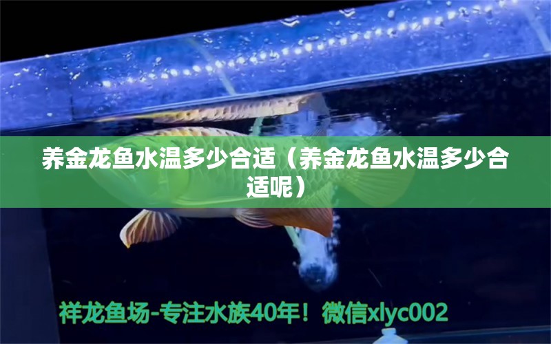 養(yǎng)金龍魚水溫多少合適（養(yǎng)金龍魚水溫多少合適呢） 白子關刀魚苗